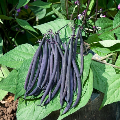 Picture of Dwarf French Bean  Mistik PPP A.Phaseolus vulgaris B.GB40557 C.lot pkt D.GB