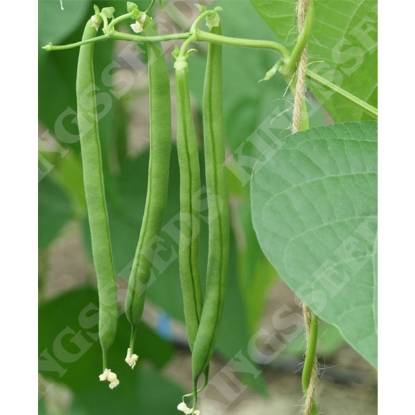 Picture of Climbing French Bean Vine PPP A.Phaseolus vulgaris B.GB40557 C.lot pkt D.GB