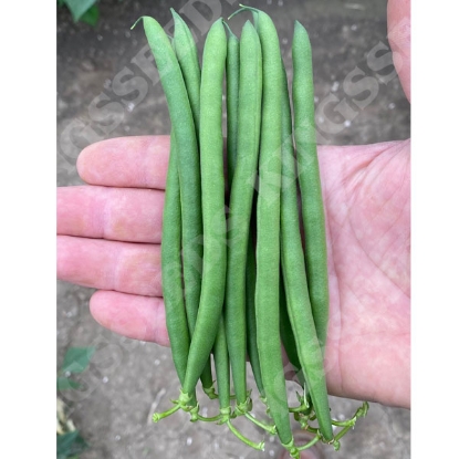 Picture of Dwarf French Bean Quartz PPP A.Phaseolus vulgaris B.GB40557 C.lot pkt D.GB