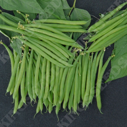 Picture of Dwarf French Bean Stanley PPP A.Phaseolus vulgaris B.GB40557 C.lot pkt D.GB