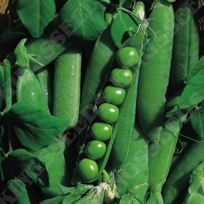 Picture of Pea Early Onward 1kg PPP A.Pisum sativum B.GB40557 C.lot  pkt D.GB