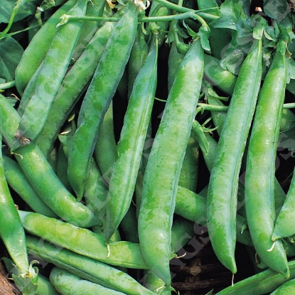 Picture of Pea  Kelvedon Wonder(RHS AGM) PPP A.Pisum sativum B.GB40557 C.lot  pkt D.GB