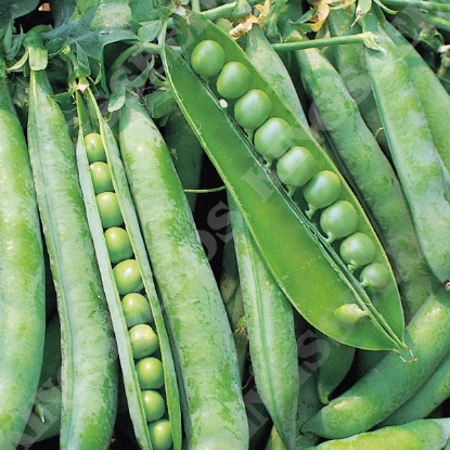 Picture of  Pea  Hurst Green Shaft (RHS AGM)PPP A.Pisum sativum B.GB40557 C.lot pkt D.GB