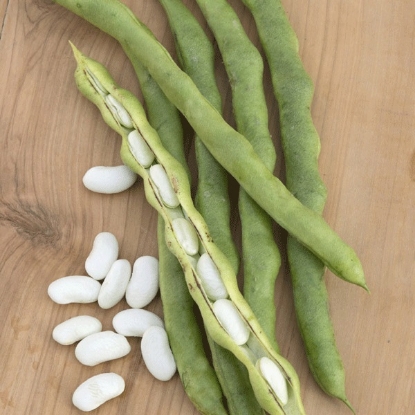 Picture of Climbing French Bean Lazy Housewife PPP A.Phaseolus vulgarisB.GB40557C.lotpkD.GB