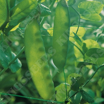 Picture of Pea  Carouby de Maussane PPP A.Pisum sativum B.GB40557 C.lot  pkt D.GB