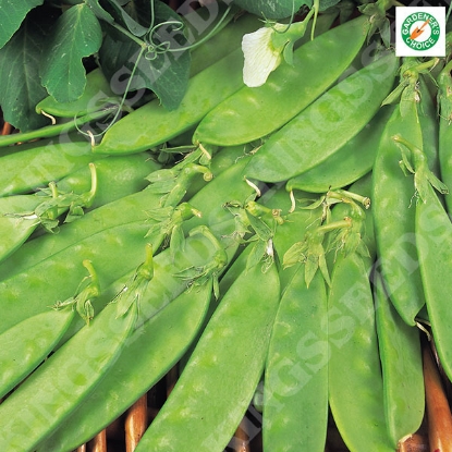 Picture of Pea  Oregon Sugar Pod (RHS AGM) PPP A.Pisum sativum B.GB40557 C.lot  pkt D.GB