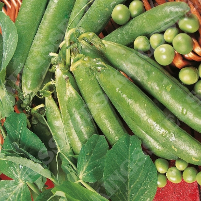 Picture of Pea  Ambassador - (RHS AGM) PPP A.Pisum sativum B.GB40557 C.lot pkt D.GB