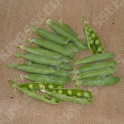 Picture of Pea  Avola PPP A.Pisum sativum B.GB40557 C.lot  pkt D.GB