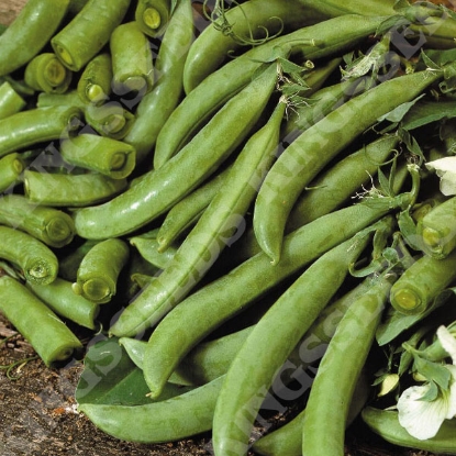 Picture of Pea  Delikett PPP A.Pisum sativum B.GB40557 C.lot  pkt D.GB