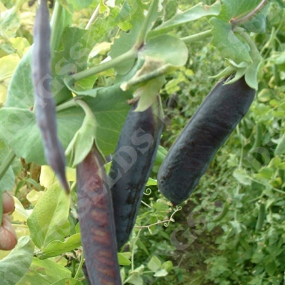 Picture of Pea  Purple Podded PPP A.Pisum sativum B.GB40557 C.lot  pkt D.GB