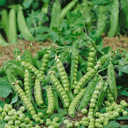 Picture of PEA  Douce Provence. PPP A.Pisum sativum B.GB40557 C.lot  pkt D.GB