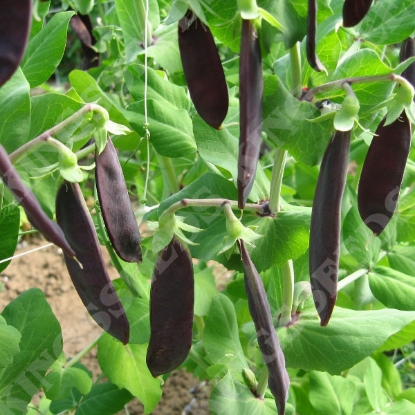 Picture of SALE - Pea  Shiraz (Mangetout) PPP A.Pisum sativum B.GB40557 C.lot pkt D.GB