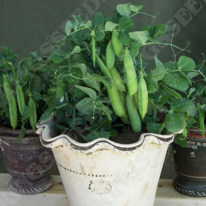 Picture of Pea  Half Pint (First Early) PPP A.Pisum sativum B.GB40557 C.lot  pkt D.GB