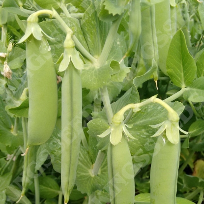 Picture of Pea Terrain PPP A.Pisum sativum B.GB40557 C.lot  pkt D.GB