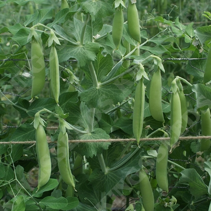 Picture of Pea Snap Pea Nairobi