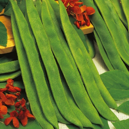 Picture of Runner Bean Butler PPP A.Phaseolus coccineus B.GB40557C.lotsee pkt D.GB