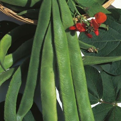 Picture of Runner Bean  Crusader PPP A.Phaseolus coccineus B.GB40557 C.lot  see pkt D.GB