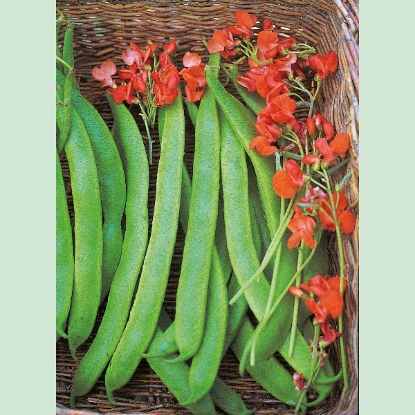 Picture of Runner Bean  Lady Di PPP A.Phaseolus coccineus B.GB40557 C.lot  see pkt D.GB