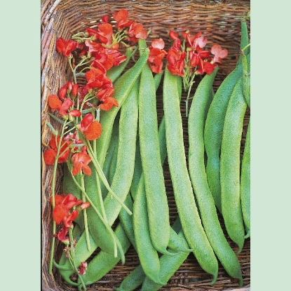 Picture of Runner Bean Prizewinner PPP A.Phaseolus coccineus B.GB40557 C.lot  pkt D.GB