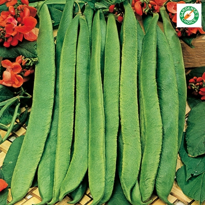 Picture of Runner Bean Scarlet Emperor PPP A.Phaseolus coccineus B.GB40557 C.lot pkt D.GB