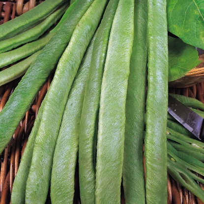 Picture of  Runner Bean Streamline1kg - PPP A.Phaseolus coccineusB.GB40557C.lot pkt D.GB