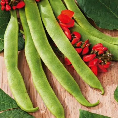 Picture of Runner Bean  Polestar PPP A.Phaseolus coccineus B.GB40557 C.lot  see pkt D.GB