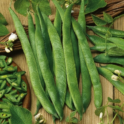 Picture of Runner Bean  White Lady PPP A.Phaseolus coccineus B.GB40557 C.lot  see pkt D.GB