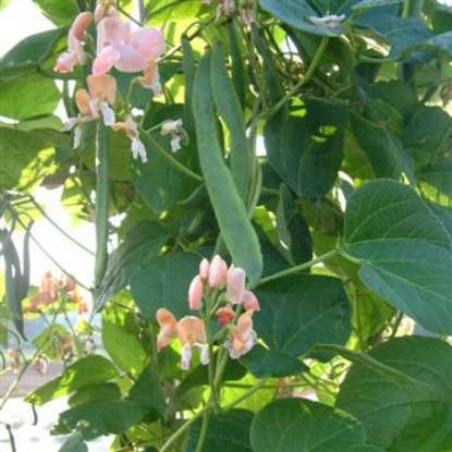 Picture of Runner Bean  Celebration PPP A.Phaseolus coccineus B.GB40557 C.lot  see pkt D.GB