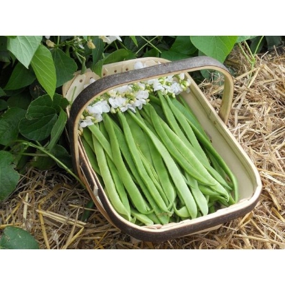 Picture of Runner Bean Moonlight (RHS) PPP A.Phaseolus coccineus B.GB40557 C.lot pkt D.GB