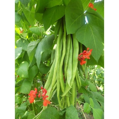 Picture of RunnerBean FirestormPPPA.Phaseolus coccineusB.GB40557C.lot pktD.GB