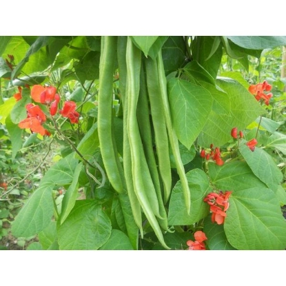 Picture of Runner Bean Benchmaster PPP A.Phaseolus coccineus B.GB40557 C.lot  see pkt D.GB