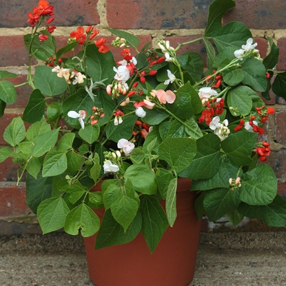 Picture of Runner Bean  Jackpot Mixed PPP A.Phaseolus coccineus B.GB40557 C.lot pkt D.GB