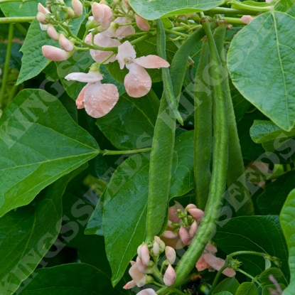 Picture of Runner Bean Sunset PPP A.Phaseolus coccineus B.GB40557 C.lot pkt D.GB