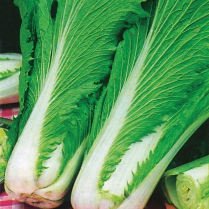 Picture of Chinese Cabbage  Wong Bok  PPP A. Brassica rapa  B.GB40557 C. lot see pkt D.GB