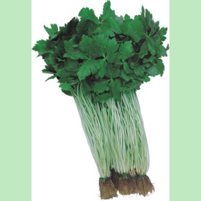 Picture of Japanese Parsley  Mitsuba