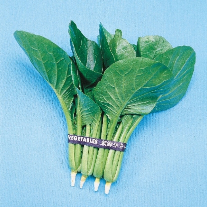 Picture of Mustard Spinach  Komatsuna  PPP A. Brassica rapa  B.GB40557 C. lot pkt D.GB