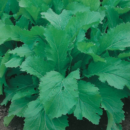 Picture of Indian Mustard - Amsoi