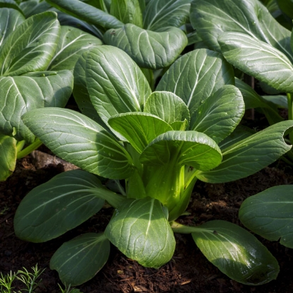 Picture of Pak Choi  Green  PPP A. Brassica rapa  B.GB40557 C. lot see pkt D.GB