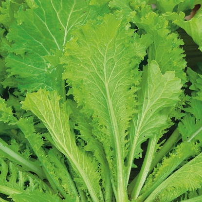 Picture of Mustard Greens  Southern Giant