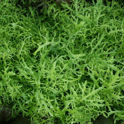 Picture of Mustard  Golden Streaks (Brassica juncea)