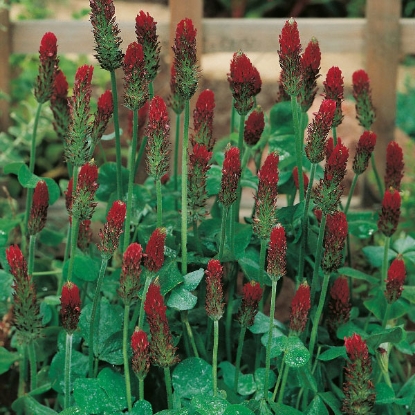 Picture of Crimson Clover - 1kg for 300 sq.m