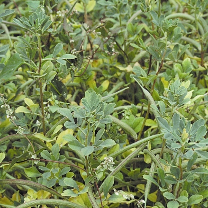 Picture of Fenugreek - 1kg for 250 sqm