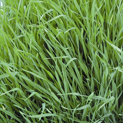 Picture of Rye, Grazing - 2.5kg for 150 sq.m