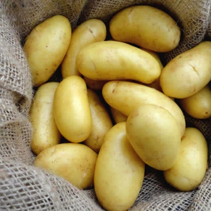 Picture of Potatoes Jazzy - Salad - 2.5kg - DELIVERY FROM JANUARY 2025