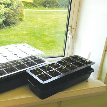 Picture of Self-Watering 12 Cell Propagator