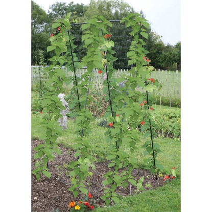 Picture of Steel Pea & Bean Frame W 1.2m x H2m x D80cm