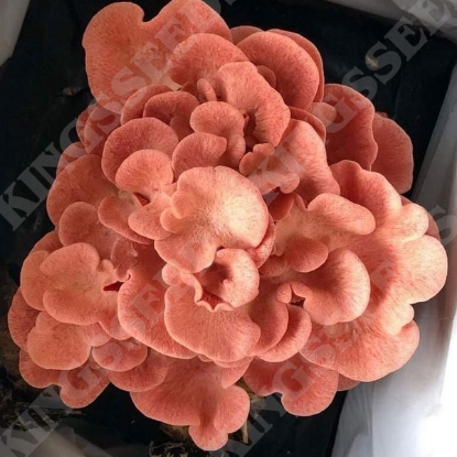 Picture of DIRECT SALE - Pink Oyster Mushroom - 1L Grain Spawn