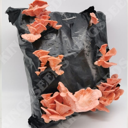 Picture of DIRECT SALE -  Pink Oyster Mushroom - Pink Kit