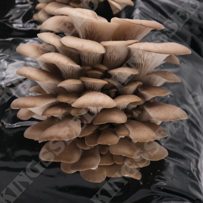 Picture of DIRECT SALE - Blue-Grey Oyster Mushroom - Blue-Grey Kit