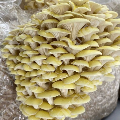 Picture of DIRECT SALE - Yellow-Gold Oyster Mushroom - 100ml Grain Spawn